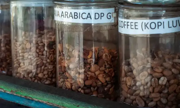 ¿Cuáles son los mejores recipientes para guardar café molido o en grano?
